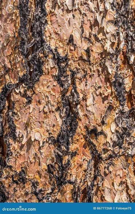 Tree Bark Texture Stock Photo Image Of Texture Environment 86777268