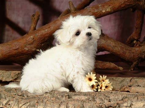 Fluffy And Cute Puppy