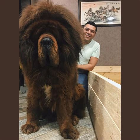 Tibetan Mastiff Lion Cutmemories 大きい犬 ライオン 犬 大型犬