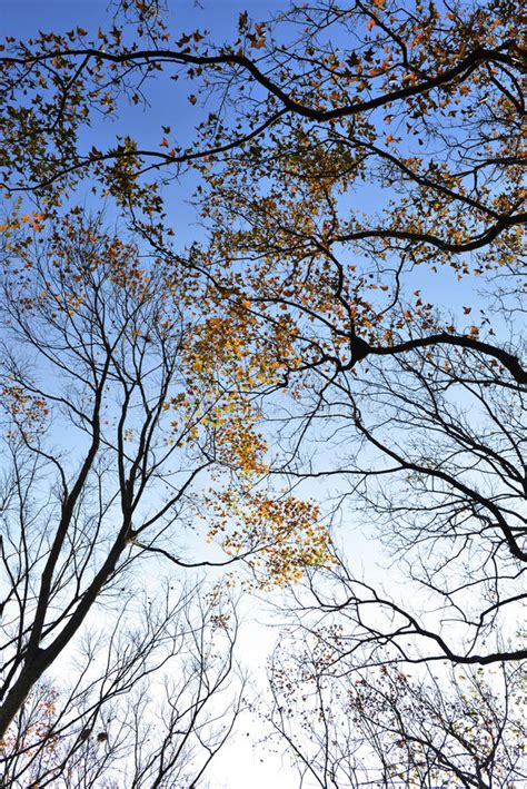 Autumn Branches Of Trees Against The Sky Stock Image Image Of
