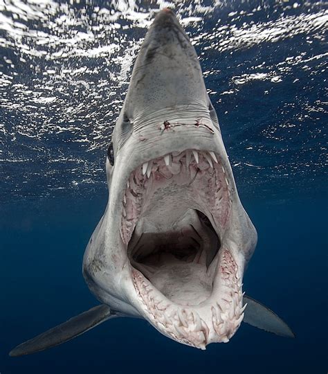 The Best Shark Dive In The World Was This Mako Shot The Last The