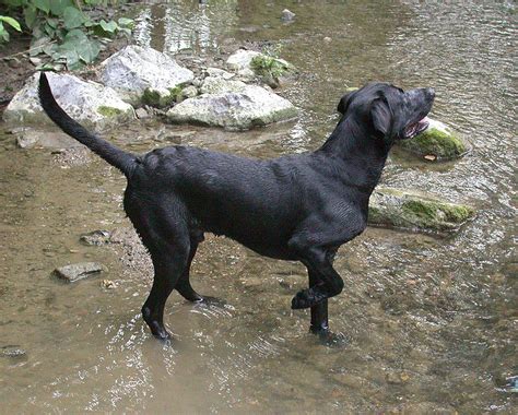 Fileblack Labrador Retriever Water Wikimedia Commons