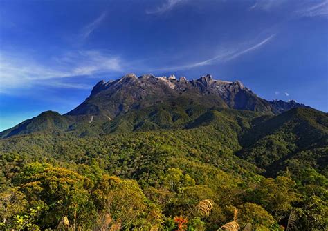 Borneo Mountain Hotbed Of Young Biodiversity › News In Science Abc