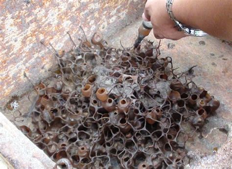 Info mengenai lebah kelulut dan penternakkan lebah kelulut di malaysia. Madu Lebah Kelulut