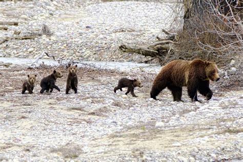 Grizzly Bear 399 Comes Out With Four Cubs