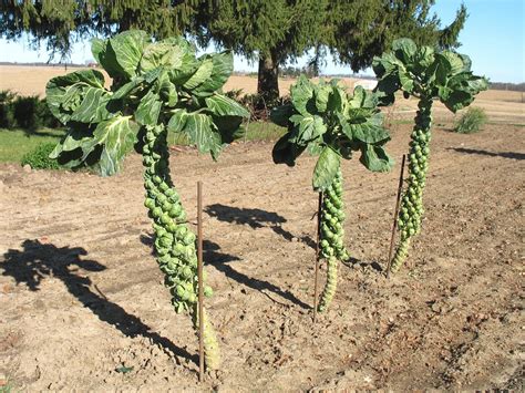 Brussels sprouts sold by the pound are what you find most often at the market. Larrys weed free vegetable garden: Picking Brussels Sprouts