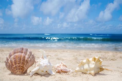 How To Identify The Seashells You Find On The Beach Ebay
