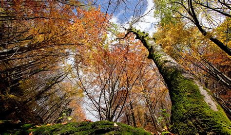 Parco Nazionale Foreste Casentinesi