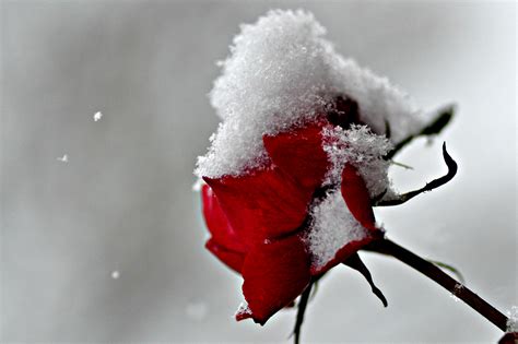 Wallpaper Red Snow Winter Frost Blossom Spring Freezing Flower