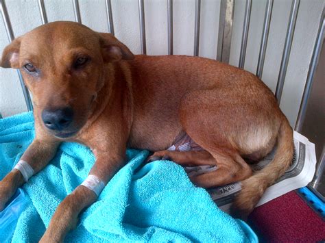 Subsidy For Spaying Of A Female Dog Winnie Mettlers Animalcare