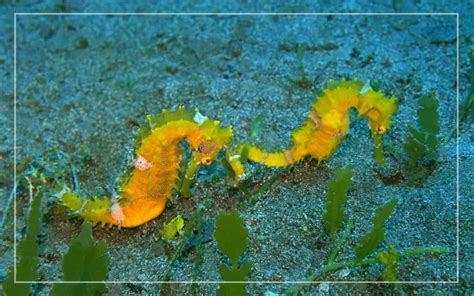 Seahorse Diet And Feeding Guide