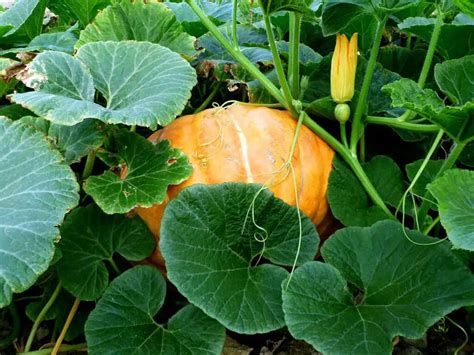 Is A Pumpkin A Fruit Or Vegetable Exposed Stethostalk