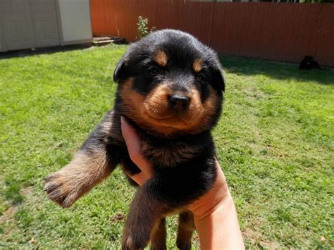 Get a boxer, husky, german shepherd, pug, and more on kijiji, canada's #1 local classifieds. Colorado Rottweiler puppies for sale!!! Through a friend ...