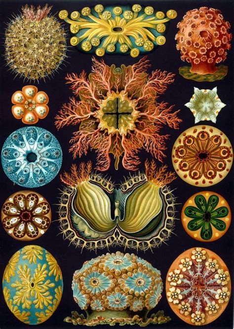 Artist Of The Month Ernst Haeckel Muddy Colors