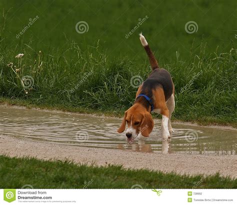 They will invariably make a mess. Beagle Dog Drinking Water stock photo. Image of arrears ...