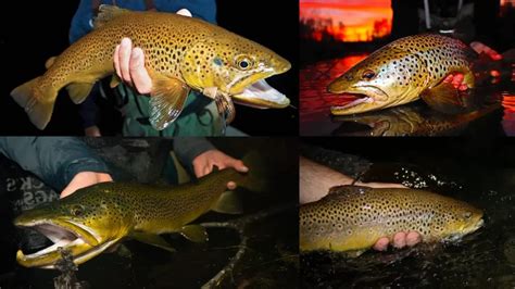 The Ultimate Guide To Night Fishing For Trout Fishingali