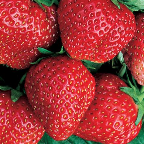 Buy Strawberry Red Gauntlet Hardy Mid Season Bare Root Garden Fruit S