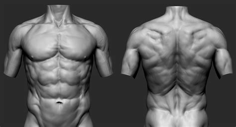 Torso Muscles Anatomy Drawing Artstation Male Torso A