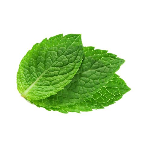 China High Quality Dried Mint Leaves for Peppermint Tea - China Mint ...