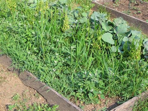 However, in an annual vegetable garden, this isn't usually something we want to allow to happen as the weeds compete for space and resources. In My Kitchen Garden: How To Use a Scuffle Hoe to Weed the ...