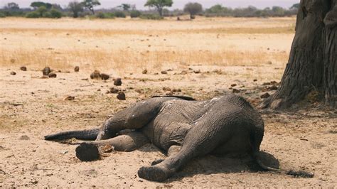 African Elephants Dying By The Hundreds From Drought And Famine Signs