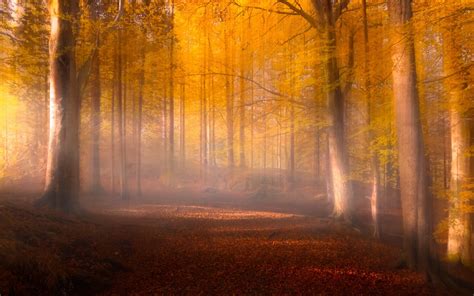 Nature Fall Leaves Forest Mist Path Trees Sunlight Yellow Red
