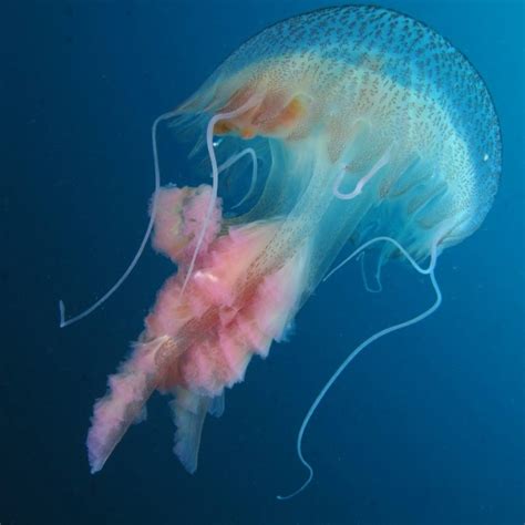 Medusa Luminosa Biologia Marina Del Mediterraneo