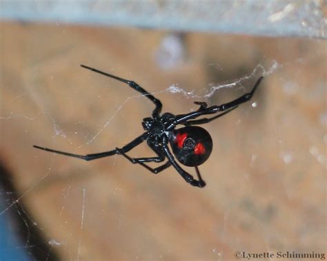 Black Widow Spider Latrodectus Mactans North American Insects And Spiders