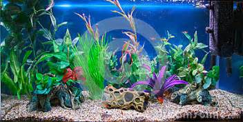 Tropical Fish Tank Aquarium Stock Photos Image: 27234173