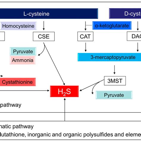 Schematic Representation Of Enzymatic And Nonenzymatic H 2 S Synthesis