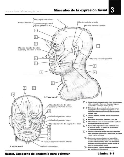 Diagrama De Los Musculos De La Cara