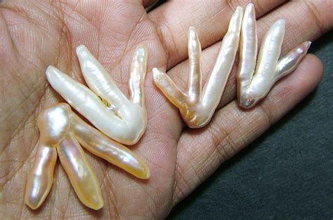 Chicken Feet Keshi Pearls High Luster 57cts Pf453