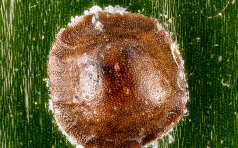 Scale insects are one of the main pests of citrus. How to get rid of Scale | Kings Plant Doctor
