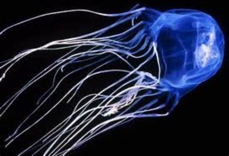 Box Jellyfish Information And Picture Sea Animals