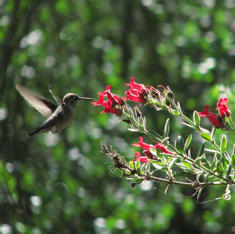 Enticing Hummingbirds To Your Yard Environmental Nature Center