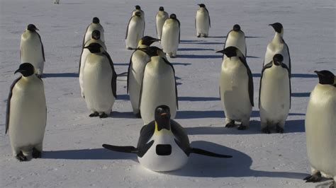About Penguins Spy In The Huddle Penguins Spy In The Huddle