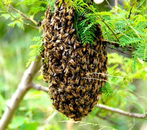 Bee Colony Important Facts You Should Know