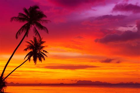 Palm Trees Tropical Beach Beautiful Red Sky Ocean Nature