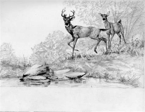 Deer Easy Forest Pencil Drawing Img Cahoots