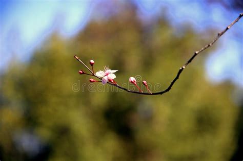 Selective Focus On The Sprig With Small Light Pink Flower And Buds With
