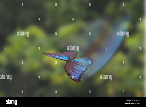 Blue Morpho Butterfly Morpho Sp Stock Photo Alamy