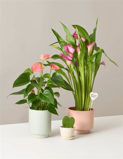Indoor Potted Plants Delivered To Your Door The Sill Plants Anthurium Plant House Plant