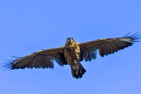 Portland Mes Rare Great Black Hawk In Flight Birding