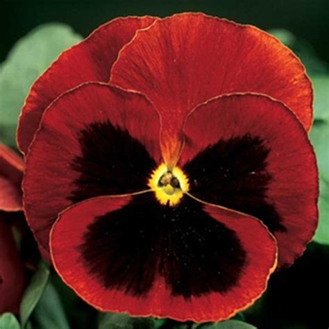 Pansy Flower Garden Seeds Delta Premium F1 Series Red W Blotch