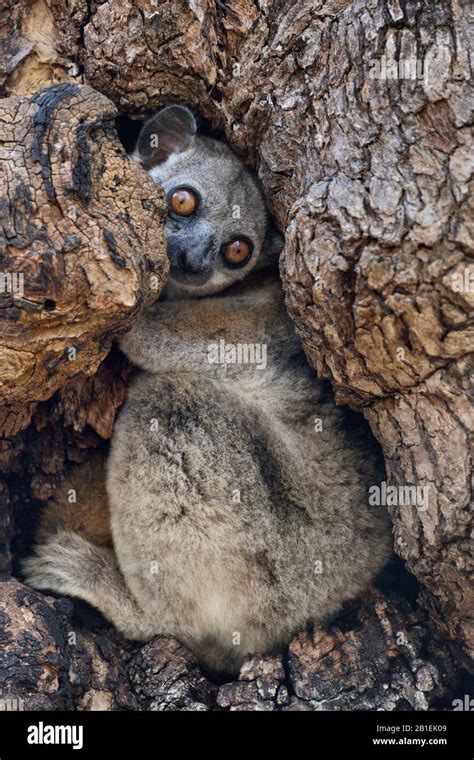 Red Tailed Sportive Lemur In The Hollow Of A Dry Forest Tree Kirindy