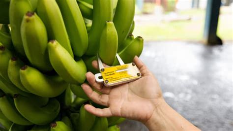 Go Bananas Tech And The Future Of The Worlds Favorite Fruit Devex