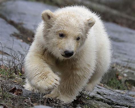 Uks Youngest Polar Bear Is Named And Takes First Steps Outside