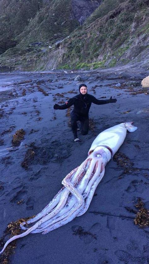 It Was Definitely A First Wellington Divers Discover Giant Squid On