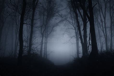 Night Fog In The Woods