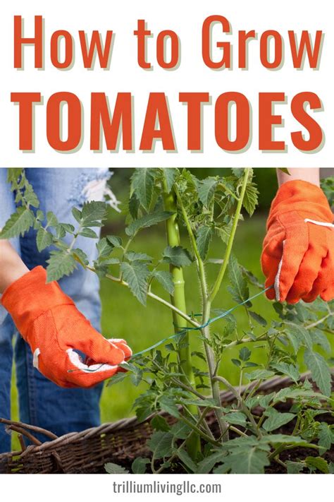 How To Grow Tomatoes